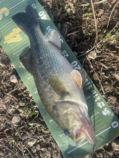 ラージマウスバスの釣果