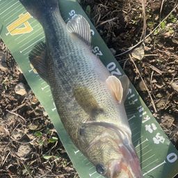 ラージマウスバス