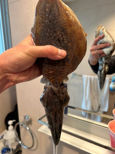 コウイカの釣果