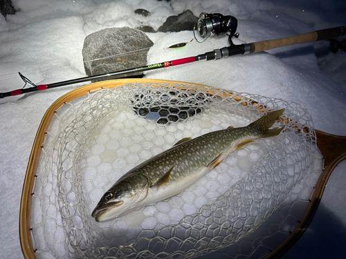 レイクトラウトの釣果