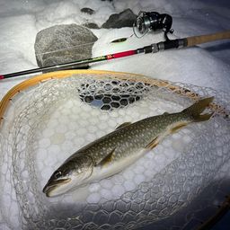 レイクトラウト