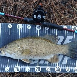 スモールマウスバス