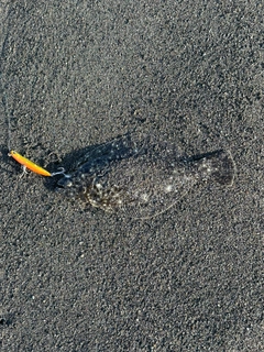ヒラメの釣果