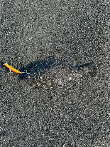 ヒラメの釣果