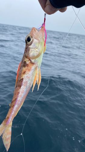 ヒメの釣果