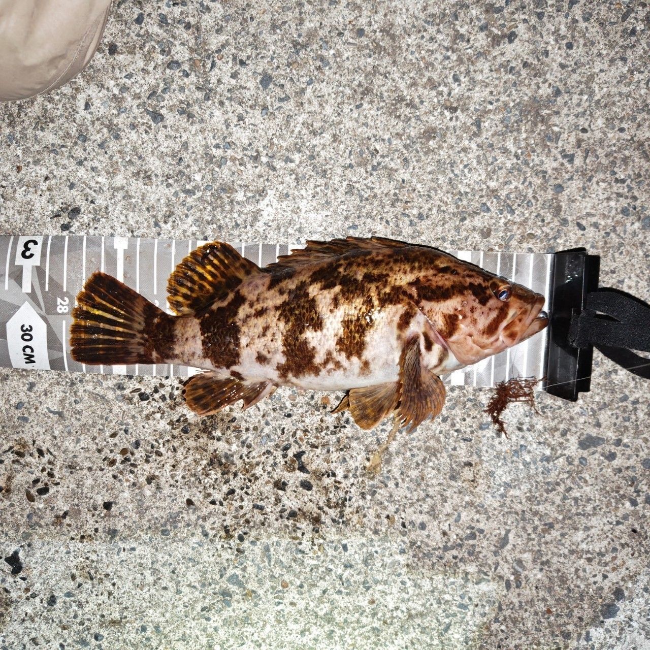 Ripple Fisher リアルクレセント65 Ripple Fisher Real Crescent RC-65 Spinning Model Shore Light