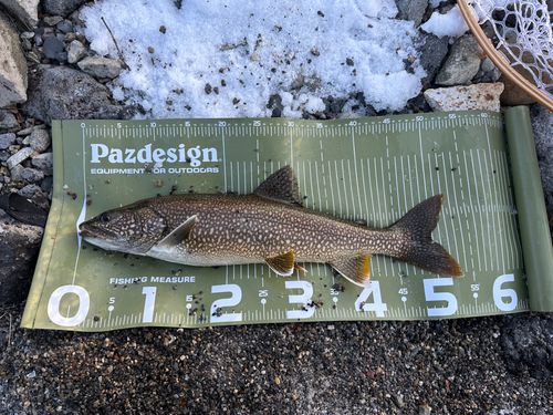 レイクトラウトの釣果