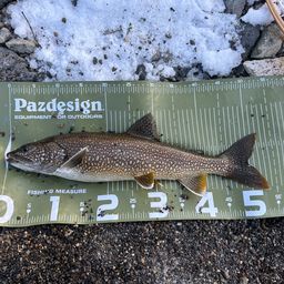 レイクトラウト