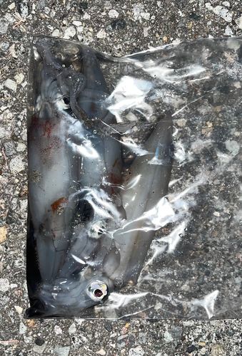 ケンサキイカの釣果