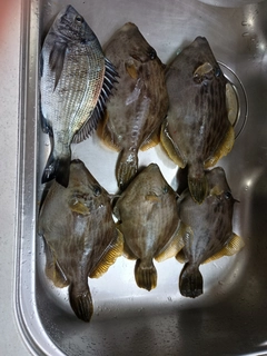 カワハギの釣果