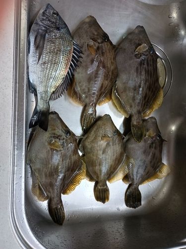 カワハギの釣果
