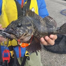 ベッコウゾイ