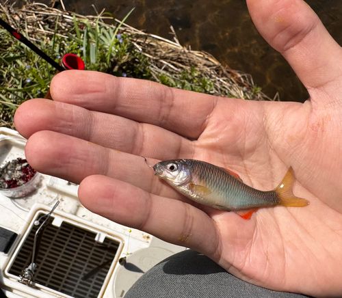 ヤリタナゴの釣果
