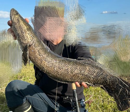 ライギョの釣果