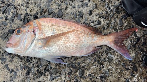 タイの釣果