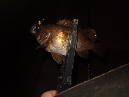 メバルの釣果
