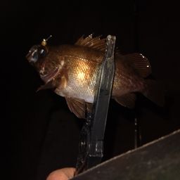 メバル