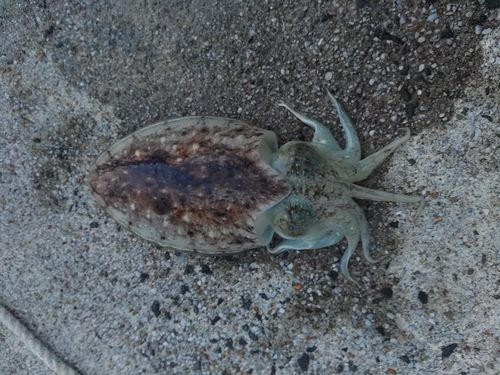 コウイカの釣果