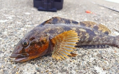 アイナメの釣果