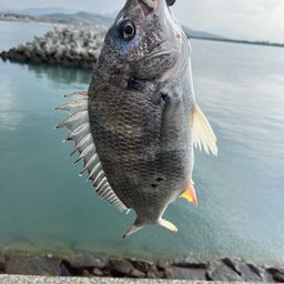 チヌ