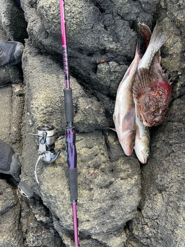 アメマスの釣果