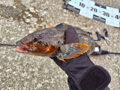 アイナメの釣果