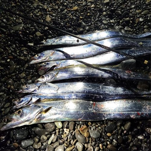 タチウオの釣果