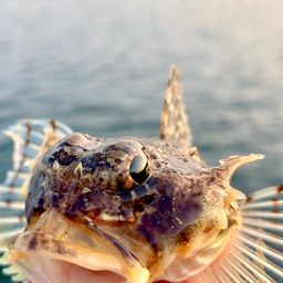 ニジカジカ