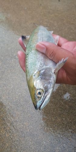 アマゴの釣果