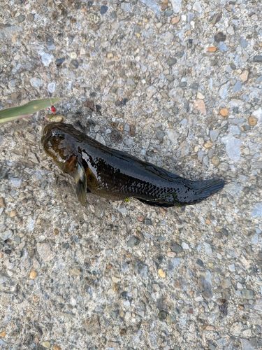 ヌマチチブの釣果