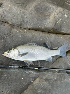 ヒラスズキの釣果