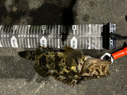 ベッコウゾイの釣果