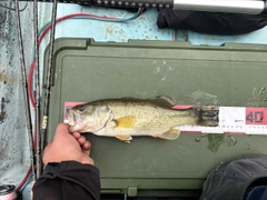ラージマウスバスの釣果