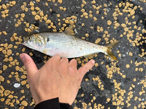 コノシロの釣果