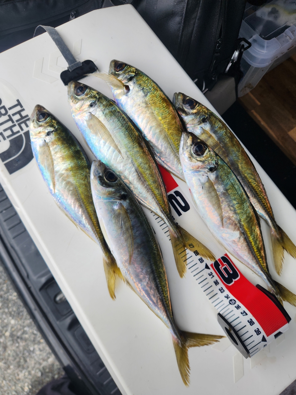 DAIWA 21カルディア FC LT1000Sの最安値・インプレ・釣果 | 本音