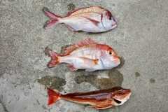 チダイの釣果