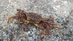 クリガニの釣果