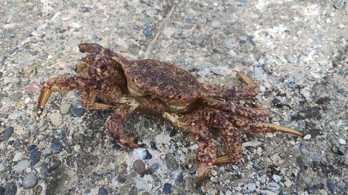 クリガニの釣果