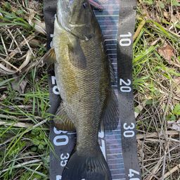 スモールマウスバス