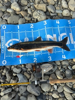 マルタウグイの釣果