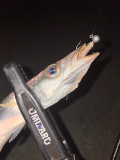 カマスの釣果