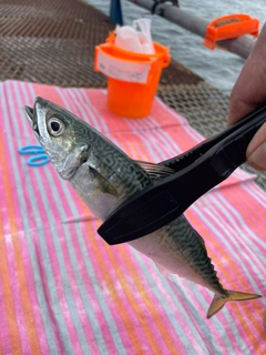 サバの釣果
