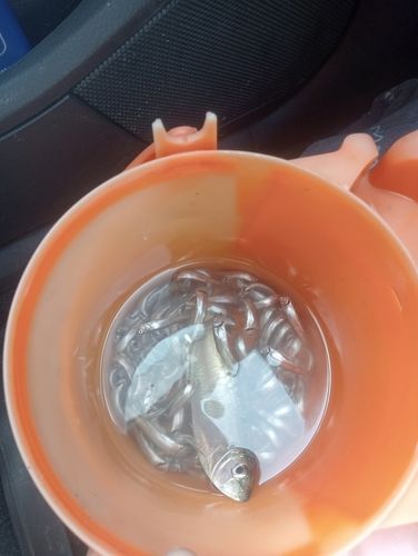 チアユの釣果
