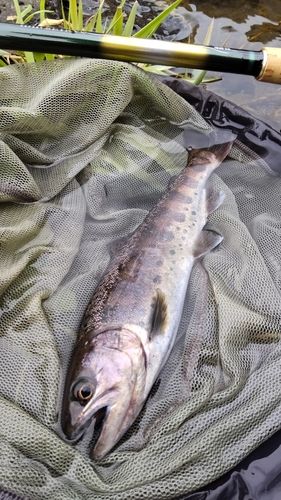ヤマメの釣果