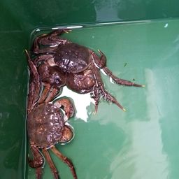 アジ
