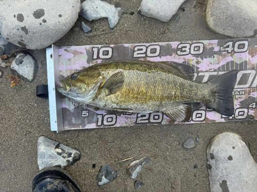 スモールマウスバスの釣果