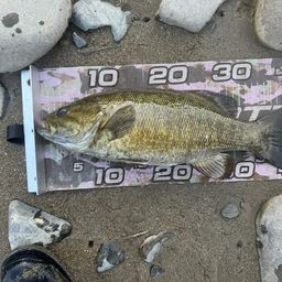 スモールマウスバス