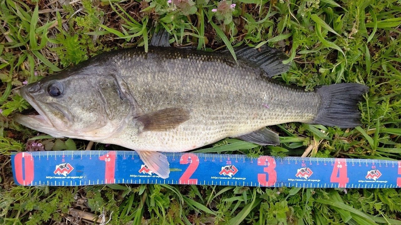 ラージマウスバス