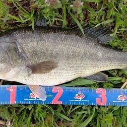 ラージマウスバス