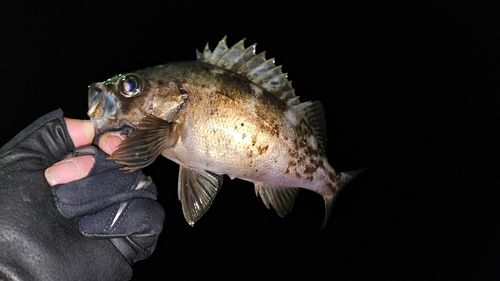 シロメバルの釣果